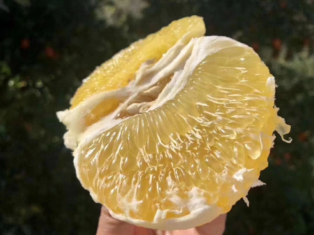 葡萄柚  原产地供应品质保证一件代发批发