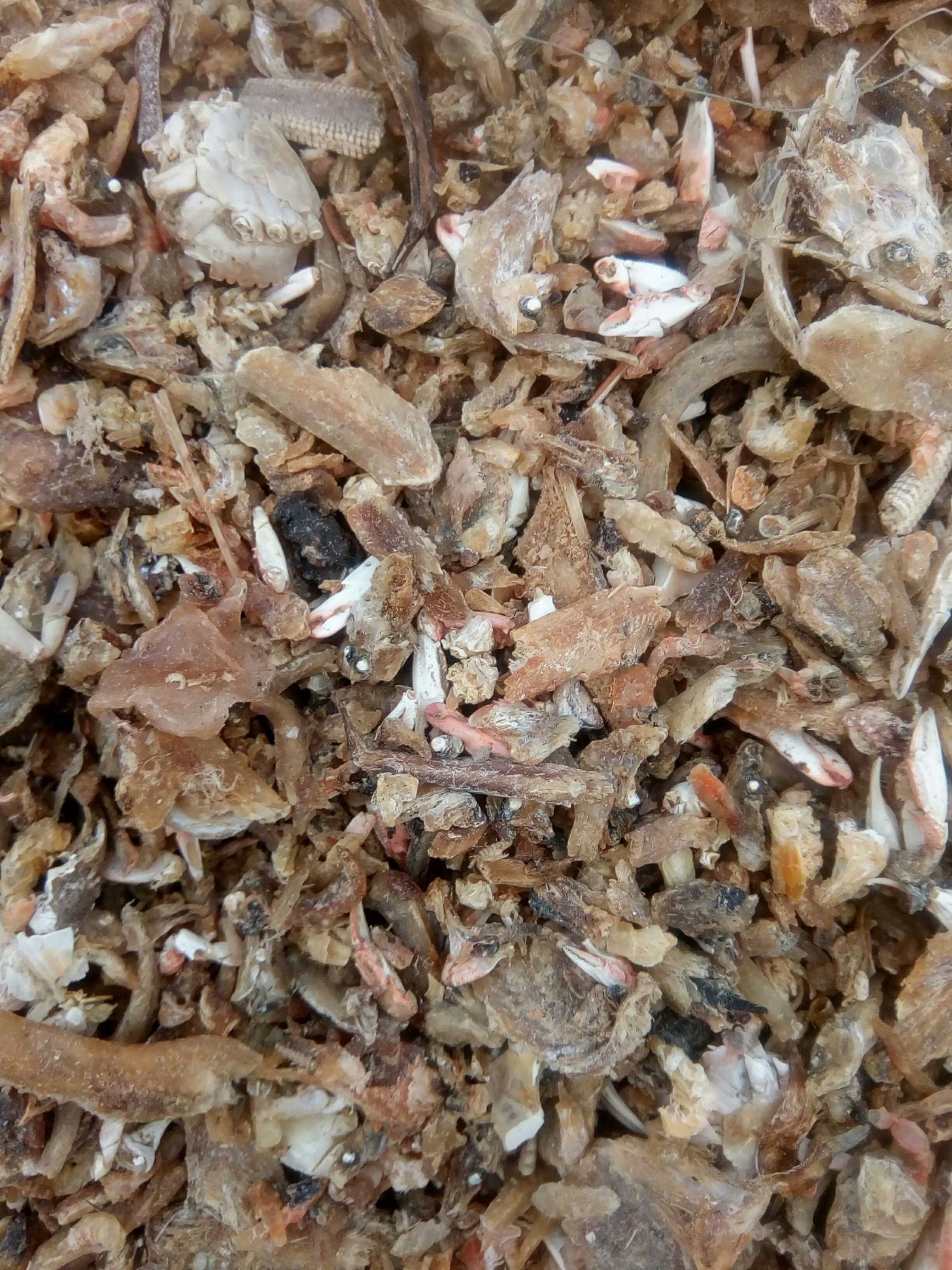 饲料鱼干喂猪河北渤海湾新出水煮熟鱼喂螃蟹气味好价格低量大从优