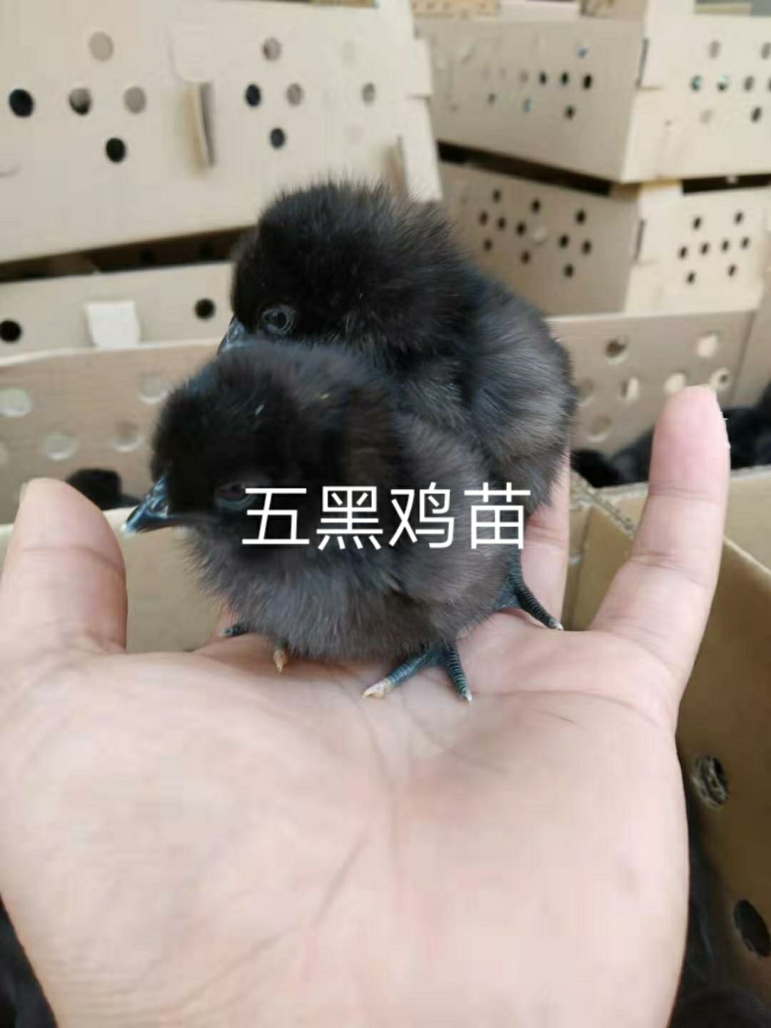  五黑鸡苗