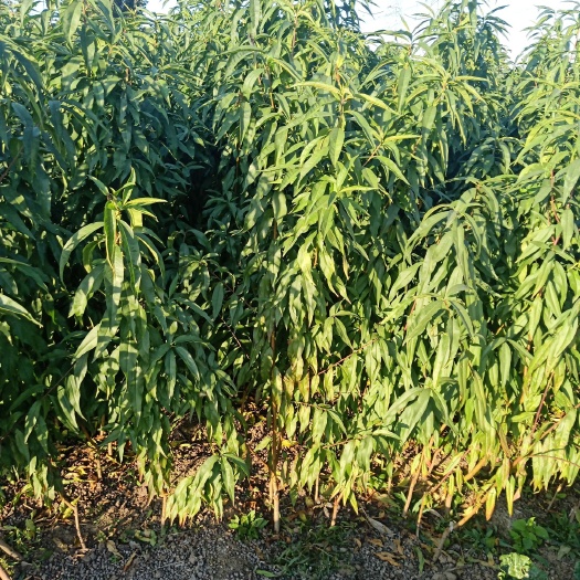 泰安秋彤桃树苗 1~1.5米