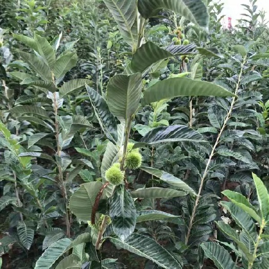 灵山县大红袍板栗苗 板栗苗树嫁接苗早晚熟大红袍承德油栗地栽庭院南北方种植当年结果