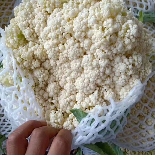 邯郸白花菜花  白面青梗有机散花大量上市中