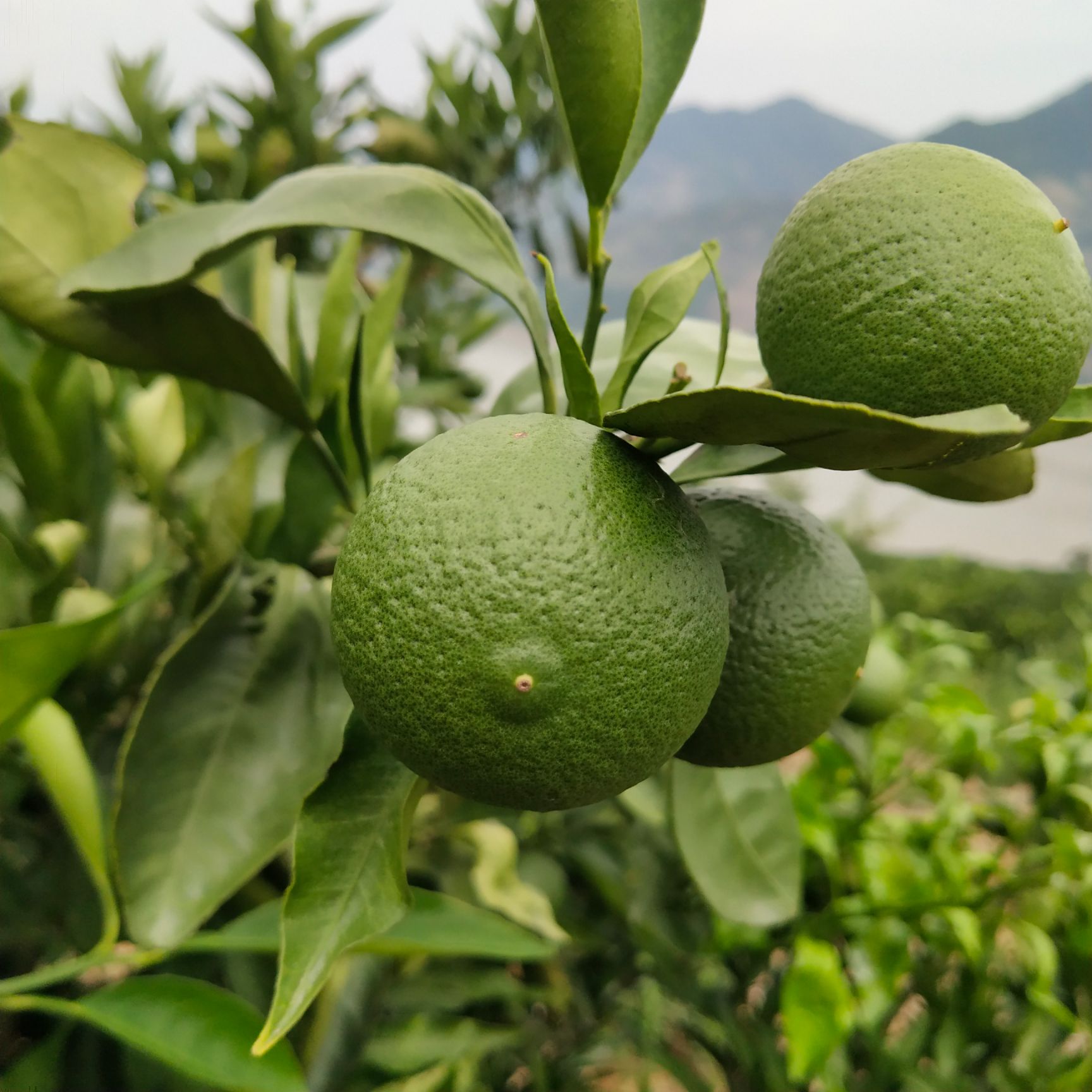  奉节脐橙新鲜橙子当季新鲜水果纽荷尔血橙甜脐橙果