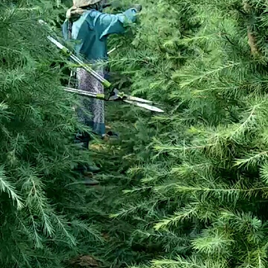 汝南县万亩雪松种植合作社