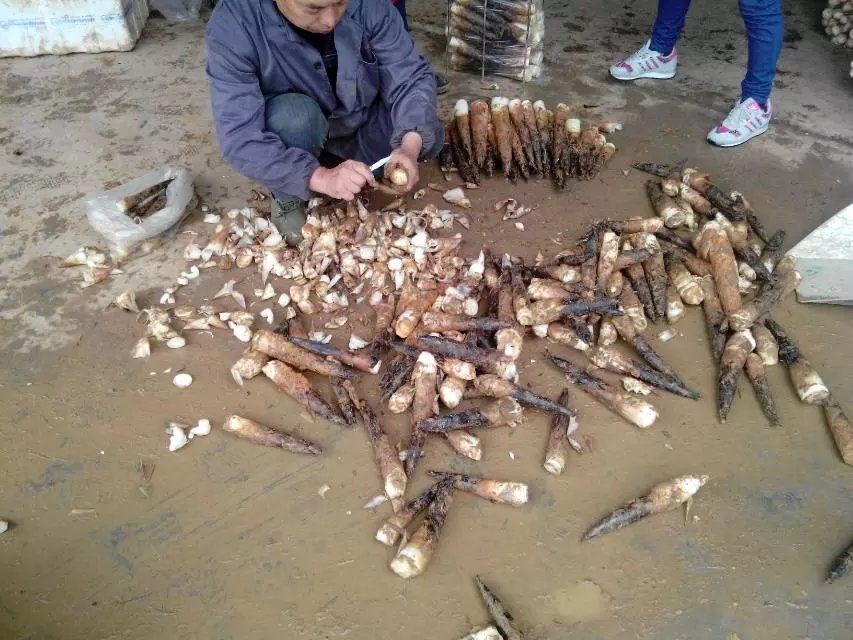 雷竹种子 天下大熊猫第一县雷竹产业园