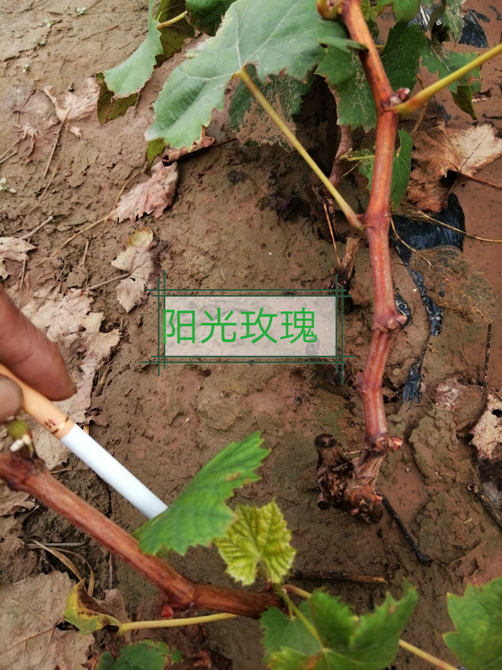 阳光玫瑰葡萄苗 嫁接 扦插 裸根苗