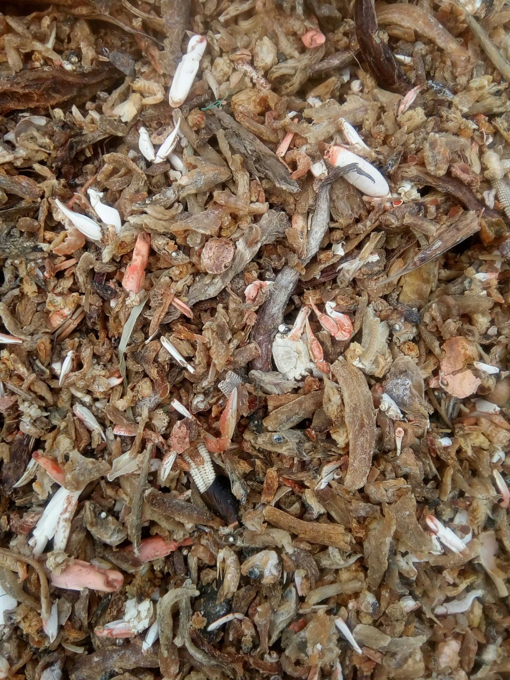 饲料鱼干喂猪河北渤海湾新出水煮熟鱼喂螃蟹气味好价格低量大从优