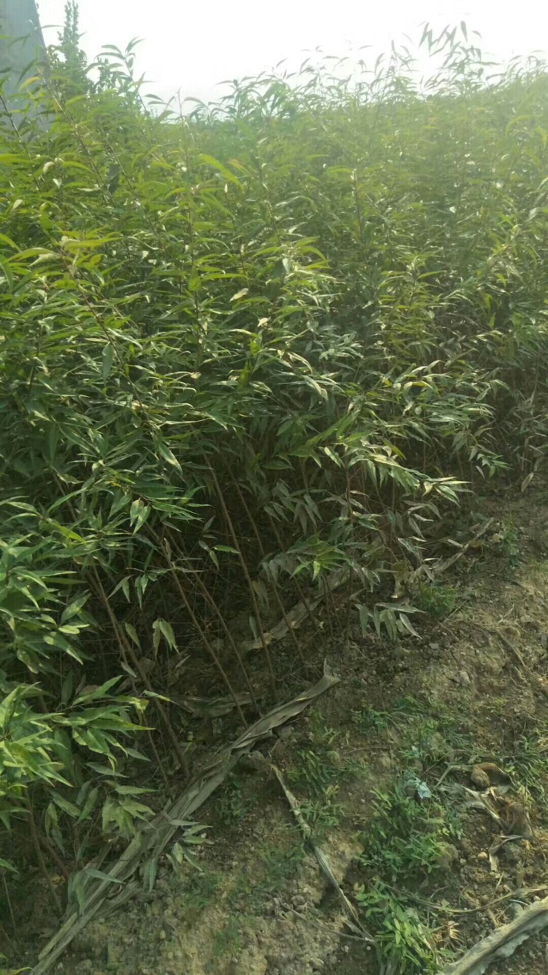 山毛桃树苗  全国保湿包邮.量大优惠。一次合作终身朋友