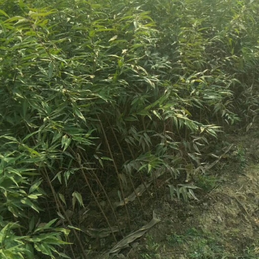 绛县山毛桃树苗  全国保湿包邮.量大优惠。一次合作终身朋友