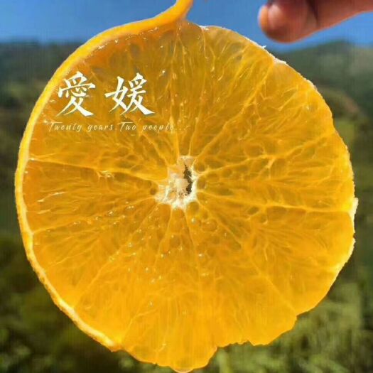 枝江市爱媛38号柑桔 爱媛38  真正的“果冻橙”。