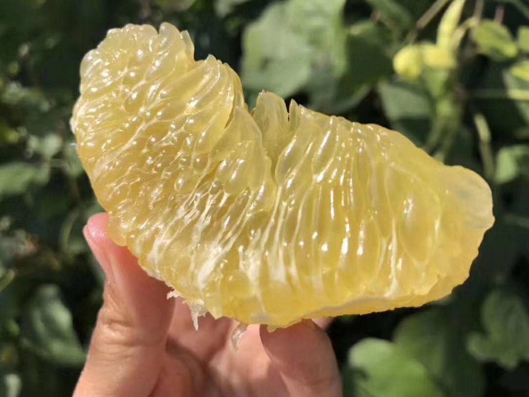 葡萄柚  原产地供应品质保证一件代发批发