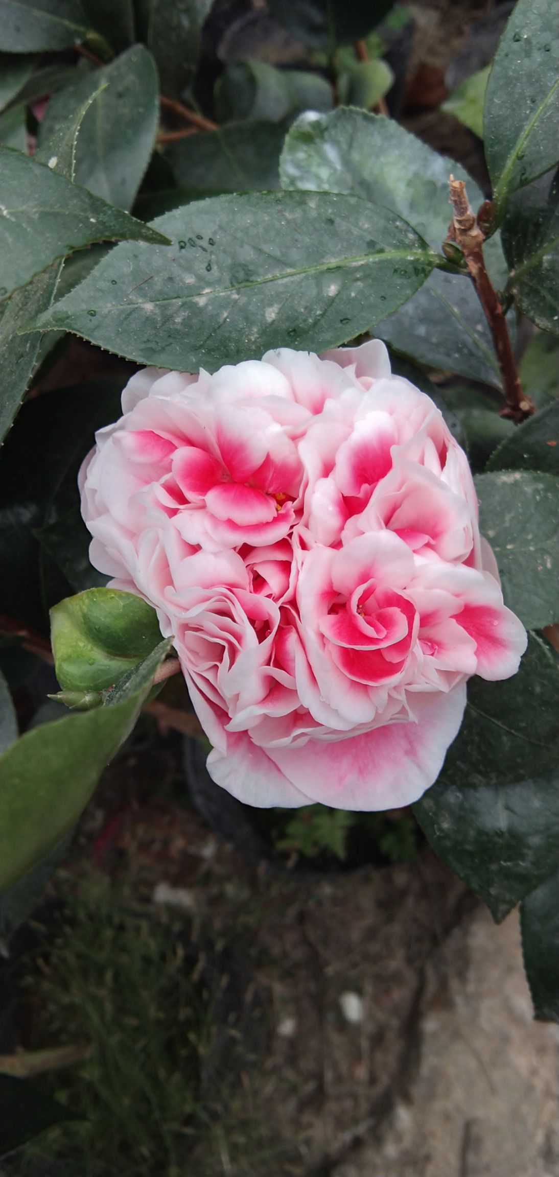  龙火珠茶花盆栽花卉