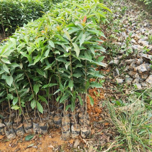 广州木荷 造林苗何树，50一70公分高杯苗，成活率高，需要的请联系