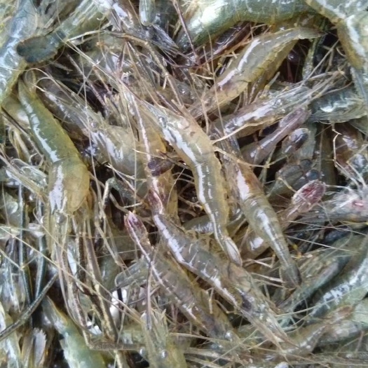 溧阳市草虾苗  河虾，草虾，青虾苗，欢迎来电洽谈。