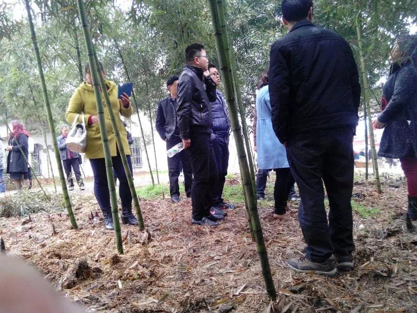雷竹种子 天下大熊猫第一县雷竹产业园