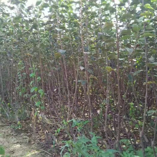 咸阳矮化红富士苹果苗 红富士苹果苗