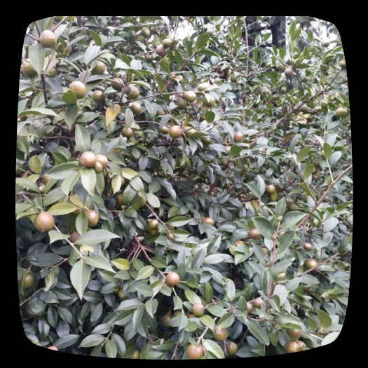 田林县茶枯  正宗的油茶果