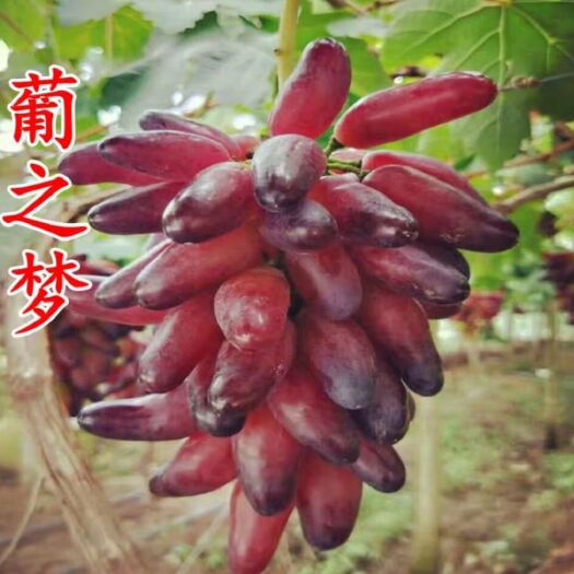 平邑县葡之梦葡萄苗 葡之梦葡萄树苗嫁接果树苗包成活保纯度死苗补发