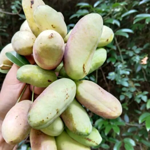绥宁县 供应晚熟新品八月瓜鲜果八月炸口感好质量优