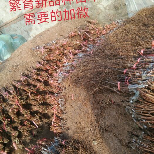 兴城市蓝宝石葡萄苗