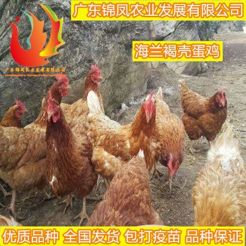 南宁海兰褐蛋鸡苗 优质品种    包打疫苗    承担运输风险    全国发货