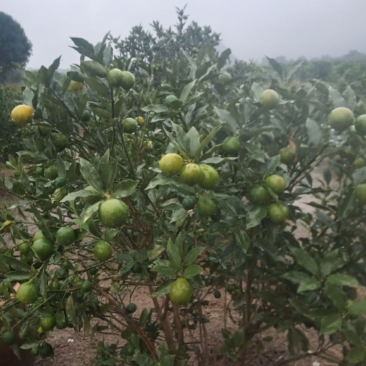 全州县脆皮金桔 一级果