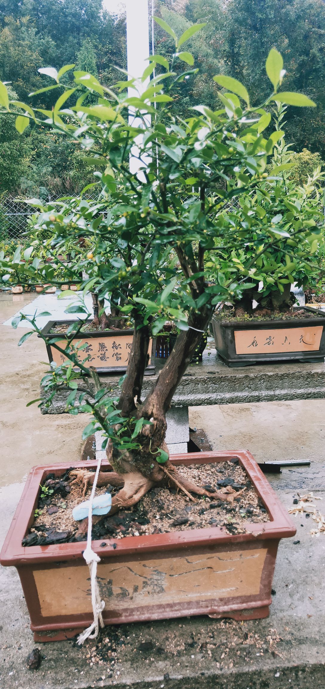 果树盆景 金豆盆景产地浙江东海
