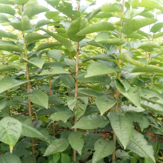 昭通 大樱桃苗