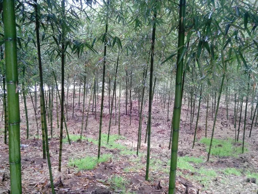 雷竹种子 天下大熊猫第一县雷竹产业园