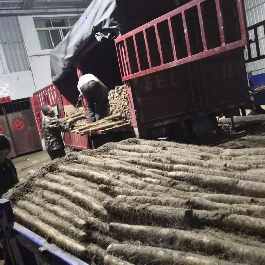 宜城市九斤黄山药 都是自家农场现挖现卖，货量充足，发货快，