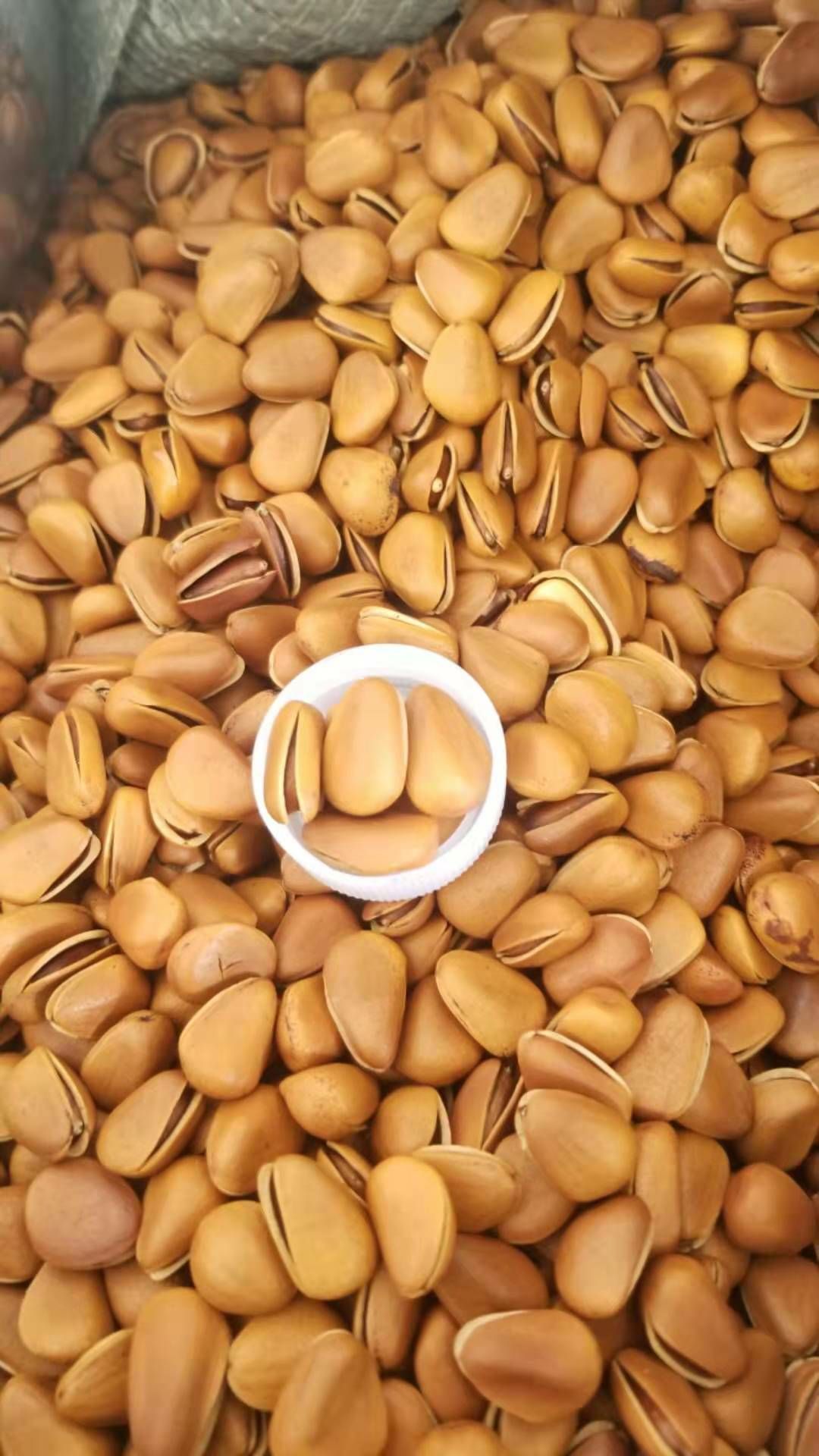  东北黑龙江纯红松子自家林场常年有货