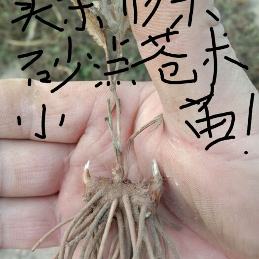 凤城市白头翁种苗 出售药材小苗！