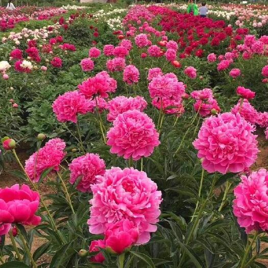 平武县赤芍花 四川牛尾赤芍