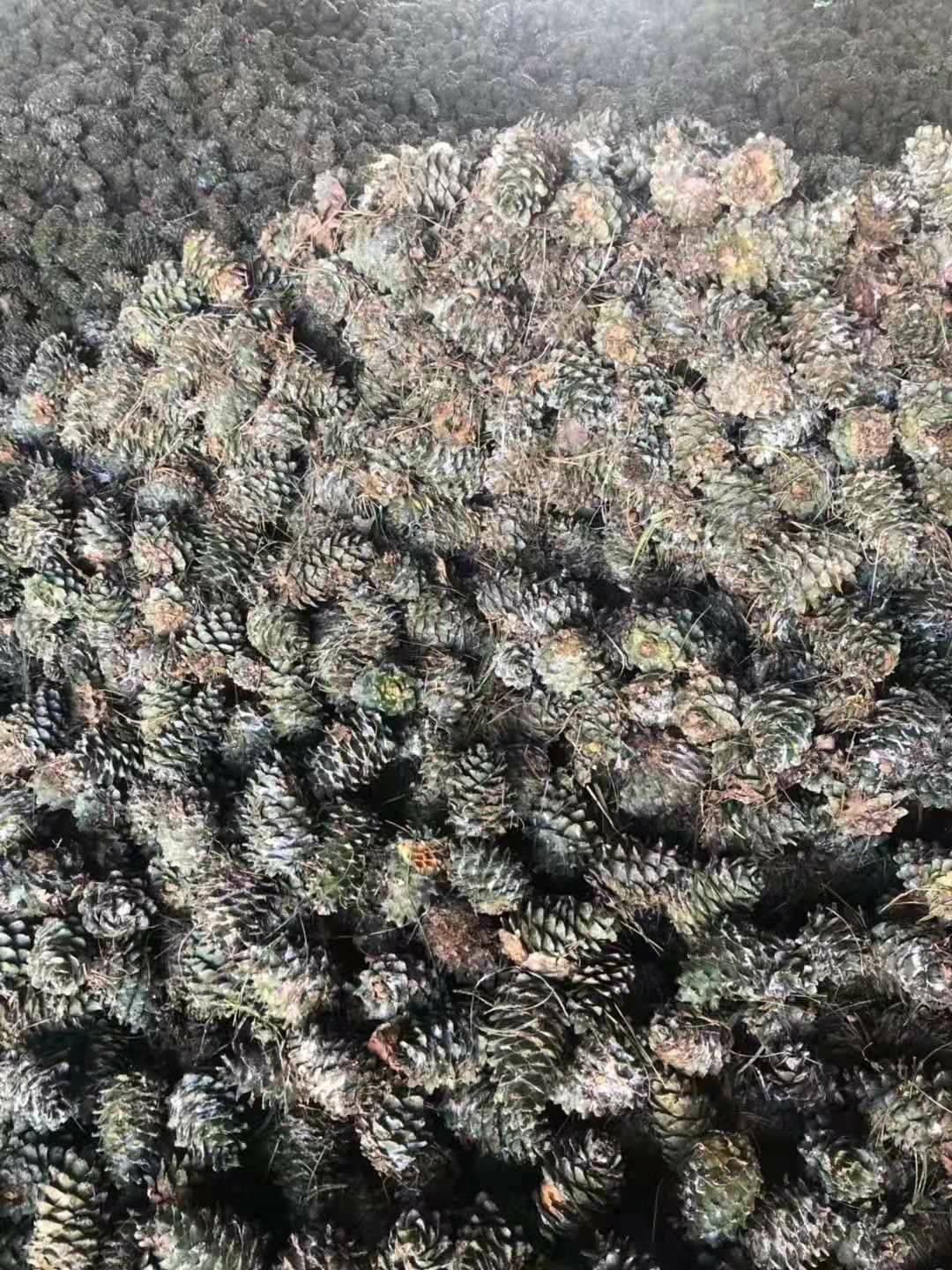  东北黑龙江纯红松子自家林场常年有货