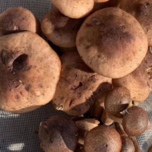 虎林市野生榛蘑，来自无污染自皖达山，地道的山珍新货