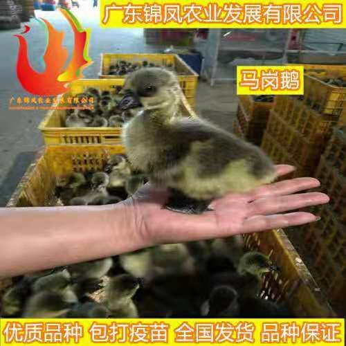 高州市 马岗鹅苗