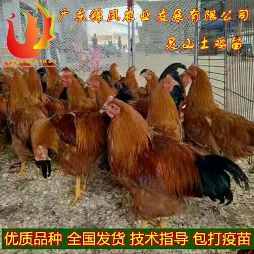 南宁桂香土鸡苗 优质品种   包打疫苗     全国发货    提供技术指导