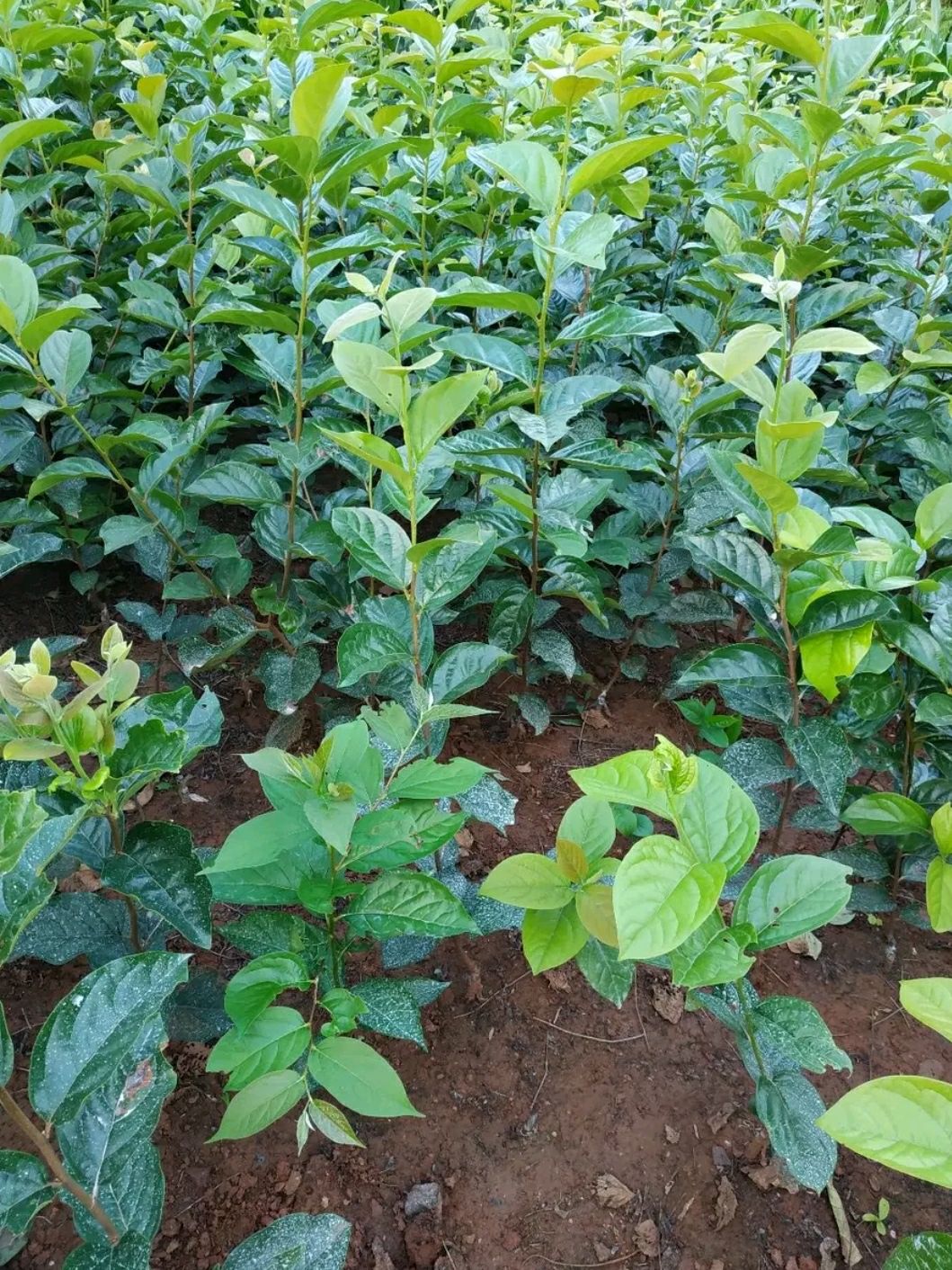 牛心柿苗 基地直供，现挖现卖，包成活