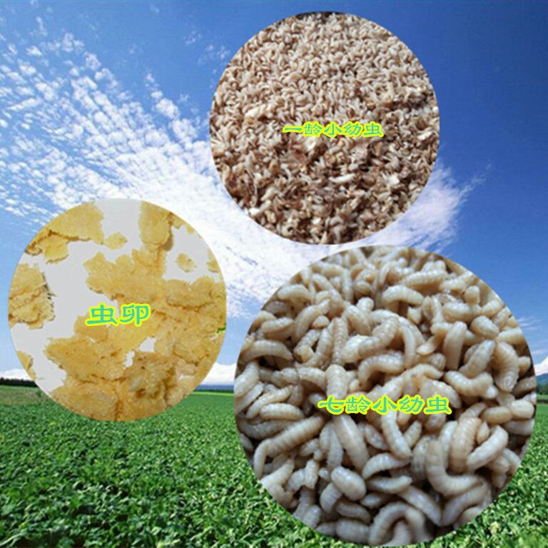  黑水虻虫卵 50克 可以处理餐余豆渣过期饼干牛奶