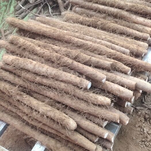 大名县 白玉山药 大量上市 大量上市