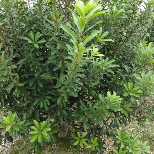 慈溪市 宁波慈溪市荸荠种杨梅树苗