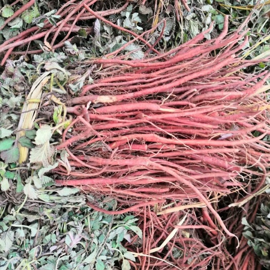 菏泽丹参种苗 丹参苗，航天丹参苗，免费提供技术，产品回收