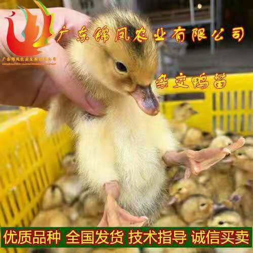 高州市 杂交鸭苗
