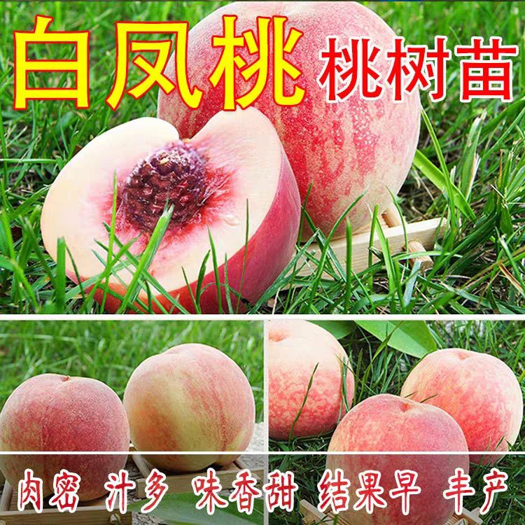 平邑县 白凤桃苗 白凤桃 糖度高 口感好 量多优惠 包邮包物流