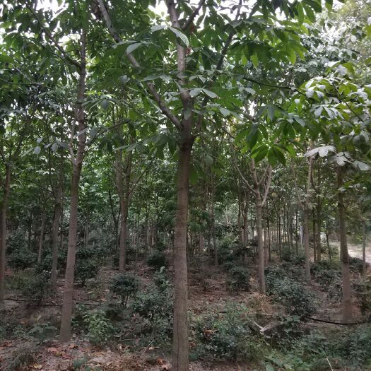 常州 本苗圃专业种植七叶树，8-15公分。2000棵，当年生小苗。