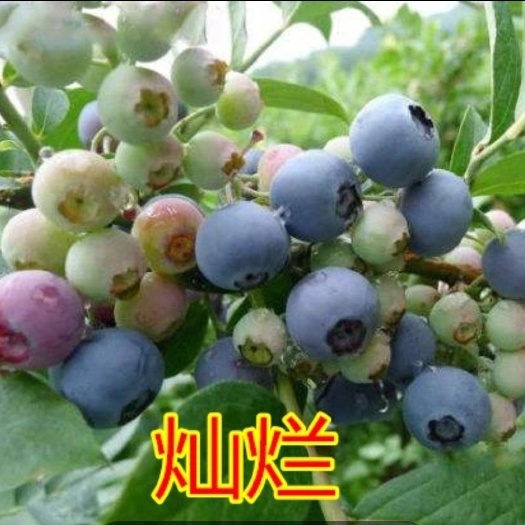 诸暨市高从蓝莓苗 蓝莓15068  562373