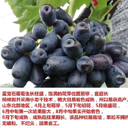 平邑县 蓝宝石葡萄苗，包品种，包成活，死苗补赔可签约