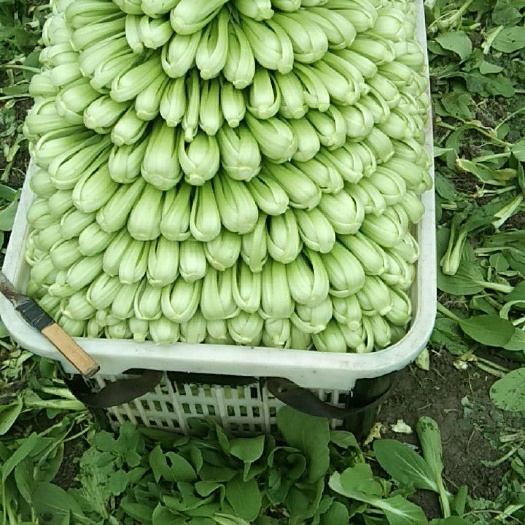 成都 小白菜，上海青，常年供應，量大從優(yōu)