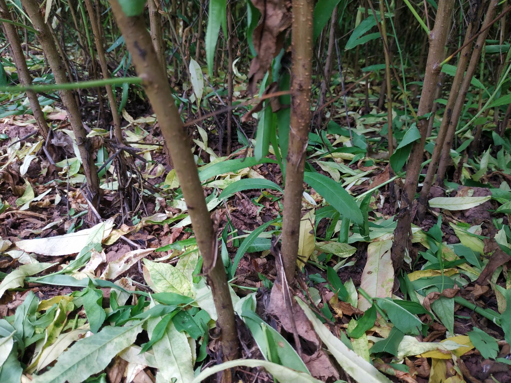 山毛桃树苗  自家苗圃种植毛桃实生苗苗，大量出售中，提供种植