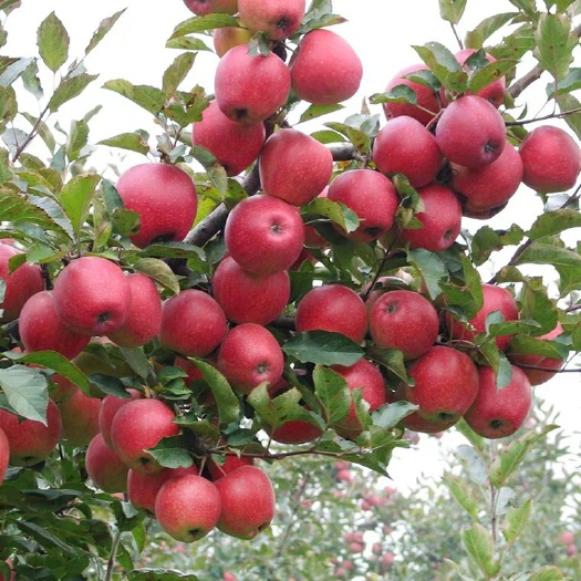 平邑县鲁丽苹果苗 鲁丽苹果嫁接苗当年结果树苗